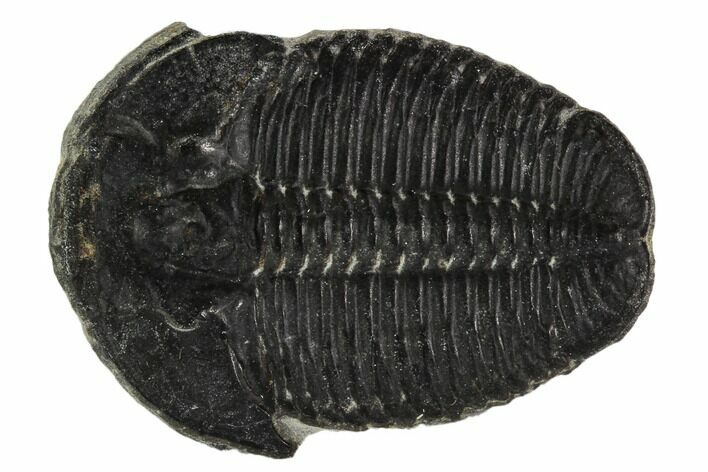 Elrathia Trilobite Fossil - Utah #108638